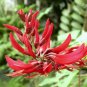 Coral Tree, Erythrina corallodendron, Tree Seeds (Showy Tropical, Hummingbirds)