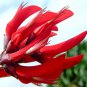 Coral Tree, Erythrina corallodendron, Tree Seeds (Showy Tropical, Hummingbirds)