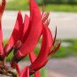 Coral Tree, Erythrina corallodendron, Tree Seeds (Showy Tropical, Hummingbirds)