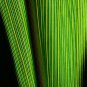 Blue Dracaena, Cordyline indivisa, Seeds (Tropical Evergreen)