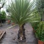 Blue Dracaena, Cordyline indivisa, Seeds (Tropical Evergreen)