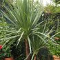 Blue Dracaena, Cordyline indivisa, Seeds (Tropical Evergreen)