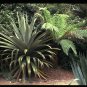 Blue Dracaena, Cordyline indivisa, Seeds (Tropical Evergreen)