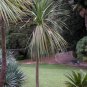 Blue Dracaena, Cordyline indivisa, Seeds (Tropical Evergreen)
