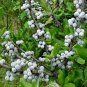 20 Northern Bayberry, Myrica pensylvanica, Shrub 20 Seeds, (Hardy Fragrant Hedge)