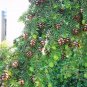 30 Chinese Hemlock, Tsuga chinensis, Tree Seeds (Hardy Evergreen)