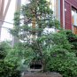 30 Chinese Hemlock, Tsuga chinensis, Tree Seeds (Hardy Evergreen)