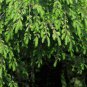 30 Chinese Hemlock, Tsuga chinensis, Tree Seeds (Hardy Evergreen)