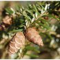 30 Chinese Hemlock, Tsuga chinensis, Tree Seeds (Hardy Evergreen)