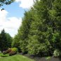 30 Chinese Hemlock, Tsuga chinensis, Tree Seeds (Hardy Evergreen)