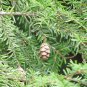 30 Chinese Hemlock, Tsuga chinensis, Tree Seeds (Hardy Evergreen)