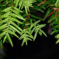 30 Chinese Hemlock, Tsuga chinensis, Tree Seeds (Hardy Evergreen)