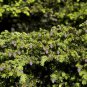 30 Chinese Hemlock, Tsuga chinensis, Tree Seeds (Hardy Evergreen)