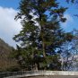 30 Chinese Hemlock, Tsuga chinensis, Tree Seeds (Hardy Evergreen)