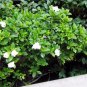 Cape Jasmine, Gardenia jasminoides, Shrub Seeds (Fragrant Evergreen)