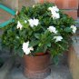 Cape Jasmine, Gardenia jasminoides, Shrub Seeds (Fragrant Evergreen)