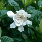 Cape Jasmine, Gardenia jasminoides, Shrub Seeds (Fragrant Evergreen)