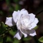 Cape Jasmine, Gardenia jasminoides, Shrub Seeds (Fragrant Evergreen)