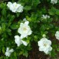 Cape Jasmine, Gardenia jasminoides, Shrub Seeds (Fragrant Evergreen)
