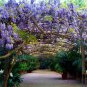Blue Chinese Wisteria, Wisteria sinensis, Vine Seeds (Fast, Showy, Fragrant)