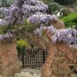 Blue Chinese Wisteria, Wisteria sinensis, Vine Seeds (Fast, Showy, Fragrant)