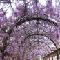 Blue Chinese Wisteria, Wisteria sinensis, Vine Seeds (Fast, Showy, Fragrant)
