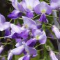 Blue Chinese Wisteria, Wisteria sinensis, Vine Seeds (Fast, Showy, Fragrant)