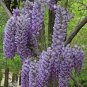 Blue Chinese Wisteria, Wisteria sinensis, Vine Seeds (Fast, Showy, Fragrant)