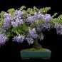Blue Chinese Wisteria, Wisteria sinensis, Vine Seeds (Fast, Showy, Fragrant)