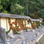 30 Scarlet Firethorn, Pyracantha coccinea, Shrub Seeds (Fast, Hardy Showy Hedge)