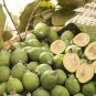 5 Pineapple Guava, Feijoa sellowiana, Tree Seeds (Edible, Showy Evergreen)