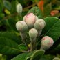 5 Pineapple Guava, Feijoa sellowiana, Tree Seeds (Edible, Showy Evergreen)