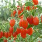 50 Goji Berry, Lycium chinense, Shrub Seeds (Fast, Edible, Hardy)