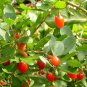 50 Goji Berry, Lycium chinense, Shrub Seeds (Fast, Edible, Hardy)