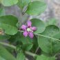 50 Goji Berry, Lycium chinense, Shrub Seeds (Fast, Edible, Hardy)