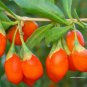50 Goji Berry, Lycium chinense, Shrub Seeds (Fast, Edible, Hardy)