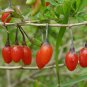 50 Goji Berry, Lycium chinense, Shrub Seeds (Fast, Edible, Hardy)