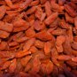 50 Goji Berry, Lycium chinense, Shrub Seeds (Fast, Edible, Hardy)