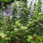 Carolina Allspice, Calycanthus floridus, Seeds (Fragrant, Showy, Fall Color)
