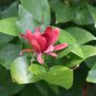 Carolina Allspice, Calycanthus floridus, Seeds (Fragrant, Showy, Fall Color)