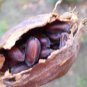 Carolina Allspice, Calycanthus floridus, Seeds (Fragrant, Showy, Fall Color)