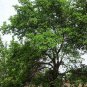 50 Black Mulberry, Morus nigra, Tree Seeds (Hardy, Edible)
