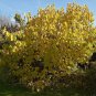 50 Black Mulberry, Morus nigra, Tree Seeds (Hardy, Edible)