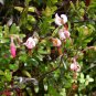 50 American Cranberry, Vaccinium macrocarpon, Seeds (Edible, Hardy, Fall Color)