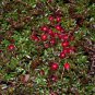 50 American Cranberry, Vaccinium macrocarpon, Seeds (Edible, Hardy, Fall Color)