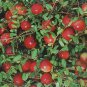 50 American Cranberry, Vaccinium macrocarpon, Seeds (Edible, Hardy, Fall Color)