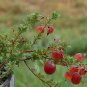 50 American Cranberry, Vaccinium macrocarpon, Seeds (Edible, Hardy, Fall Color)