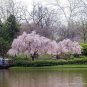 Weeping Higan Cherry, Prunus subhirtella pendula, Tree Seeds (Fast, Showy)