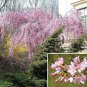Weeping Higan Cherry, Prunus subhirtella pendula, Tree Seeds (Fast, Showy)