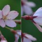 Weeping Higan Cherry, Prunus subhirtella pendula, Tree Seeds (Fast, Showy)